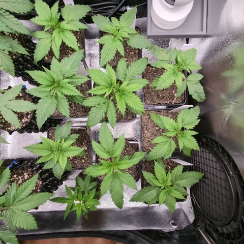 I/01-F1 growlog timeline photo