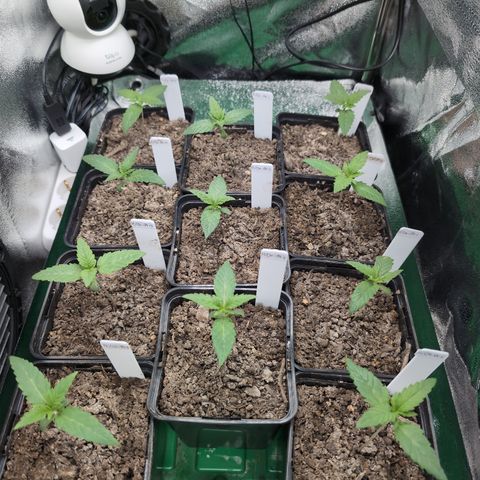 H/01-P1 growlog timeline photo
