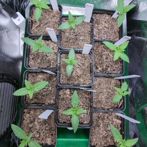 H/01-P1 growlog timeline photo