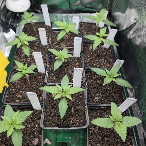 H/01-P1 growlog timeline photo
