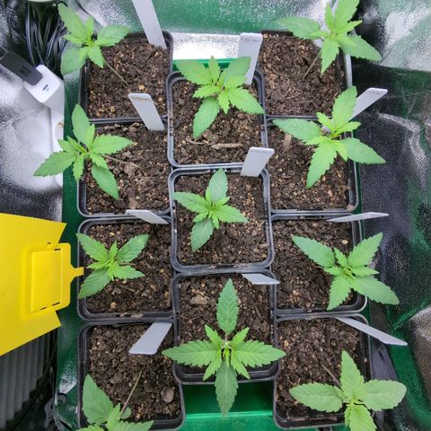 H/01-P1 growlog timeline photo
