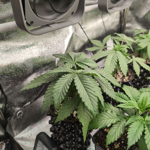 Runtz Muffin 1 growlog timeline photo