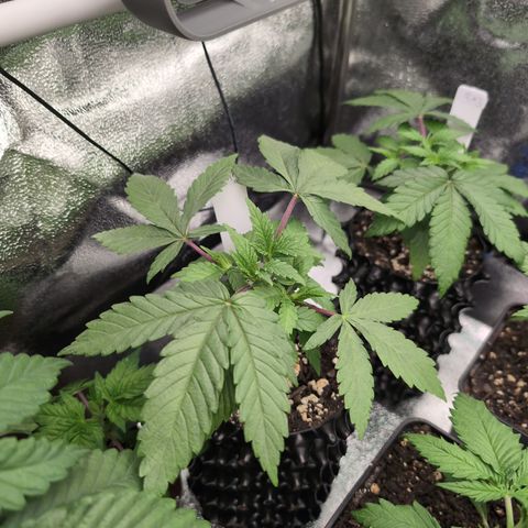Runtz Muffin 2 growlog timeline photo