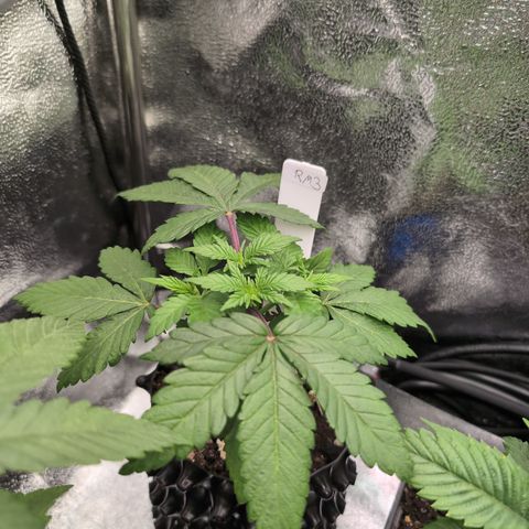 Runtz Muffin 3 growlog timeline photo