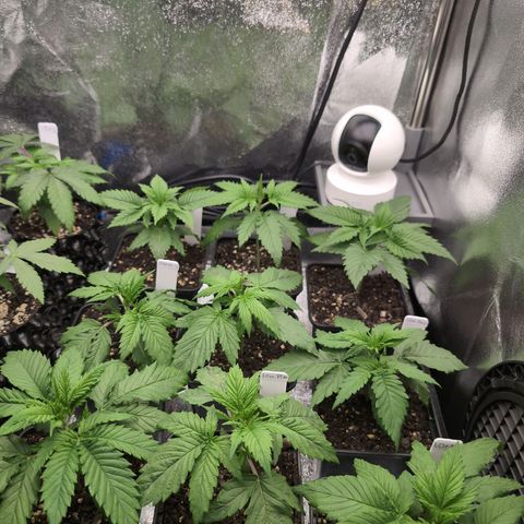 I/01-F1 growlog timeline photo