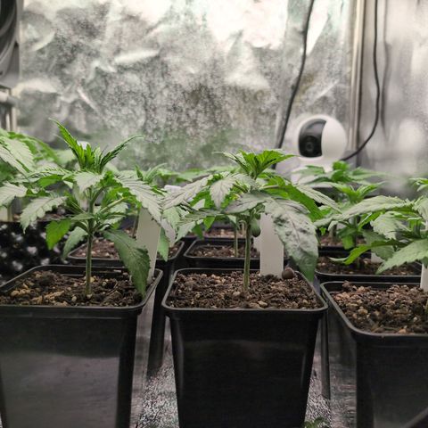 I/01-F1 growlog timeline photo