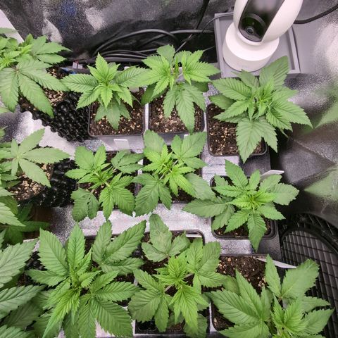 I/01-F1 growlog timeline photo