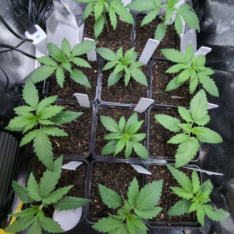 H/01-P1 growlog timeline photo