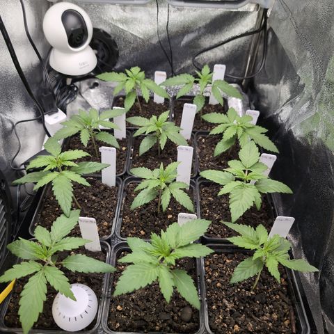 H/01-P1 growlog timeline photo