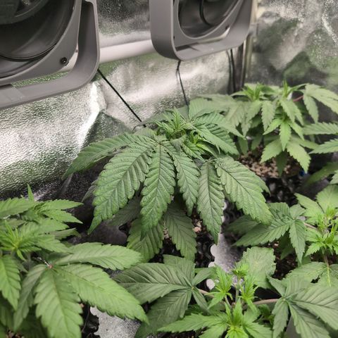 Runtz Muffin 1 growlog timeline photo