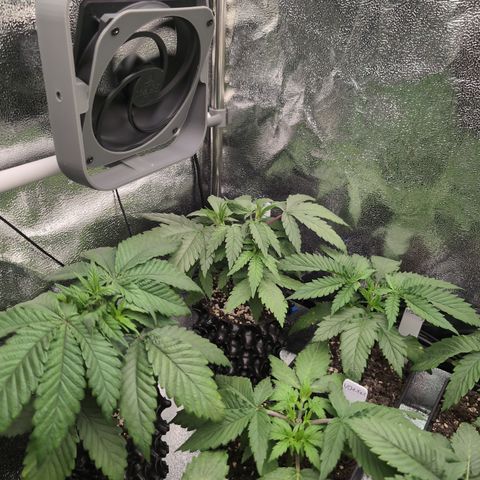 Runtz Muffin 2 growlog timeline photo