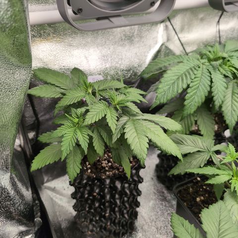 Runtz Muffin 3 growlog timeline photo