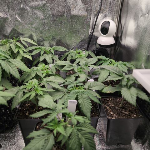 I/01-F1 growlog photo: Nach dem ersten Topping
