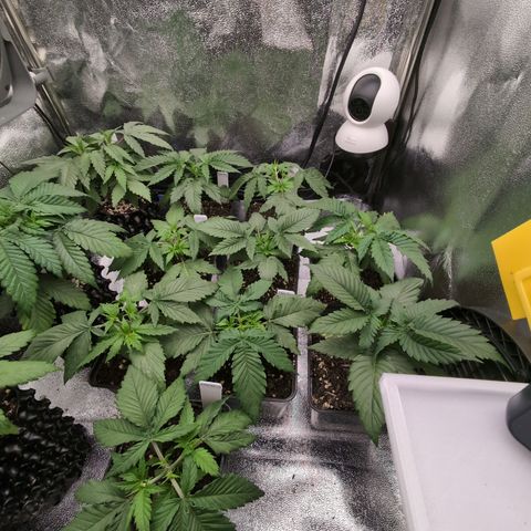 I/01-F1 growlog photo: Nach dem ersten Topping
