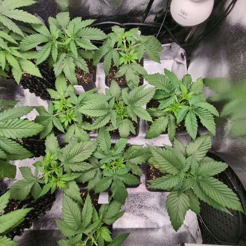 I/01-F1 growlog photo: Nach dem ersten Topping