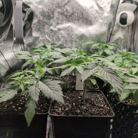 I/01-F1 growlog timeline photo