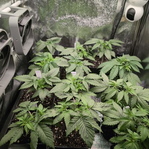 I/01-F1 growlog timeline photo