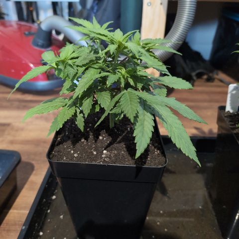 Runtz Muffin 2 growlog timeline photo