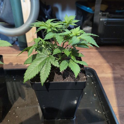 Runtz Muffin 3 growlog timeline photo