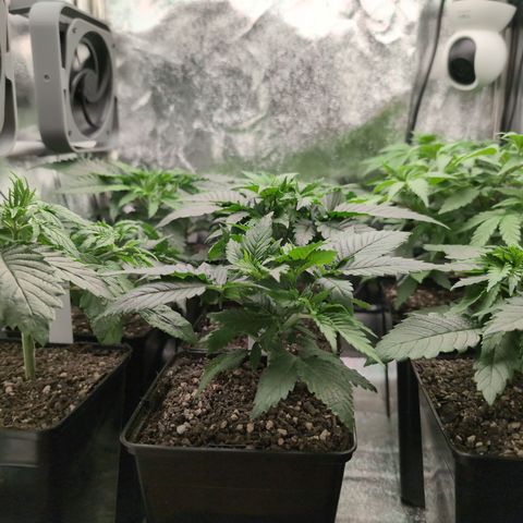 I/01-F1 growlog timeline photo