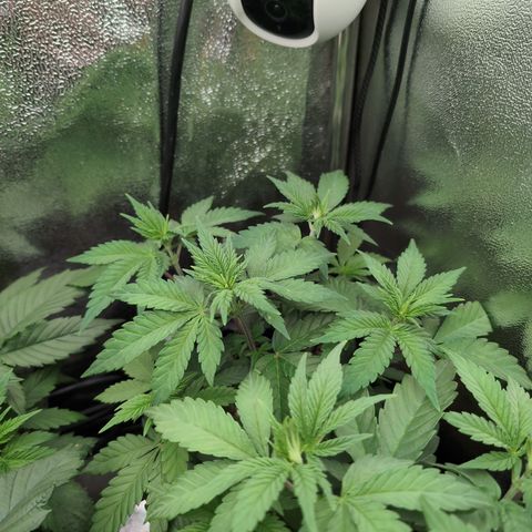 Runtz Muffin 3 growlog timeline photo