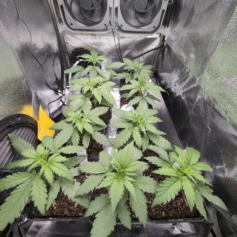 H/01-P1 growlog timeline photo