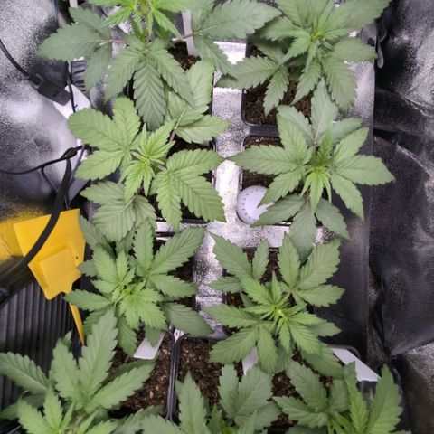 H/01-P1 growlog timeline photo