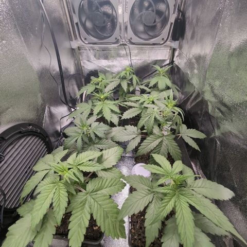 H/01-P1 growlog timeline photo