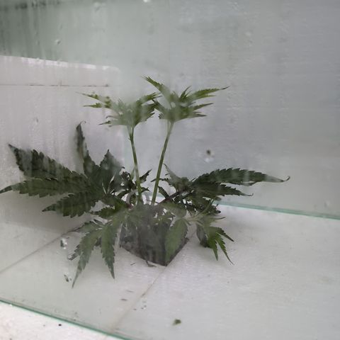 Runtz Muffin 1 growlog timeline photo