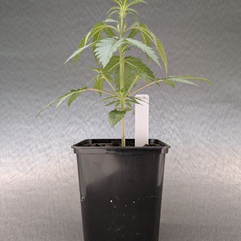 H/01-P1 growlog timeline photo