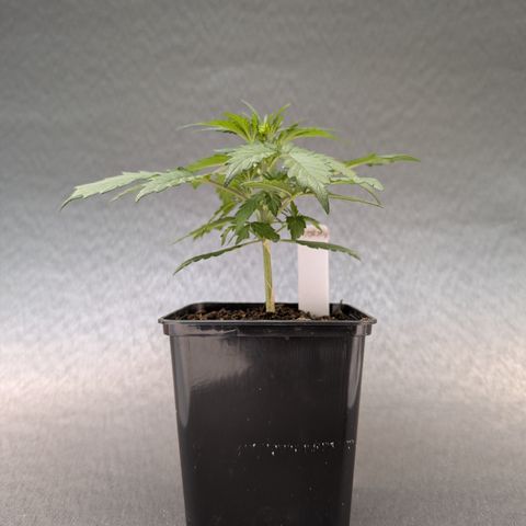 H/01-P1 growlog timeline photo