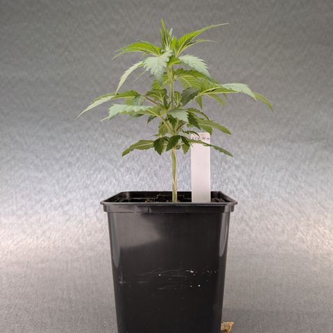 H/01-P1 growlog timeline photo