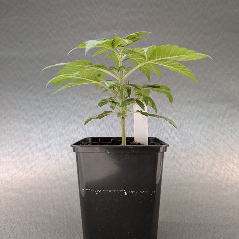 H/01-P1 growlog timeline photo