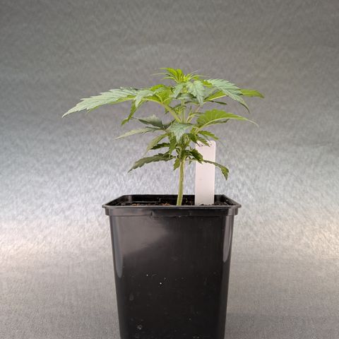 H/01-P1 growlog timeline photo