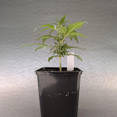 H/01-P1 growlog timeline photo