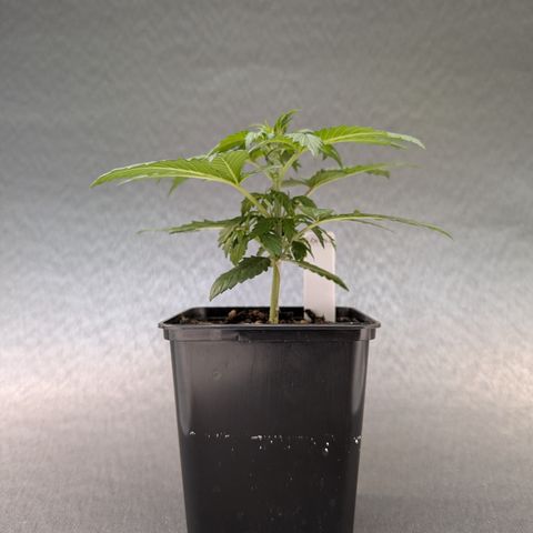 H/01-P1 growlog timeline photo