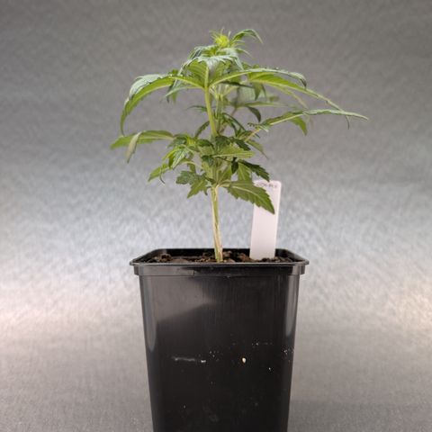 H/01-P1 growlog timeline photo