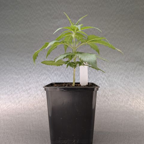H/01-P1 growlog timeline photo