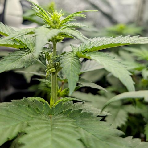 H/01-P1 growlog photo: Males
