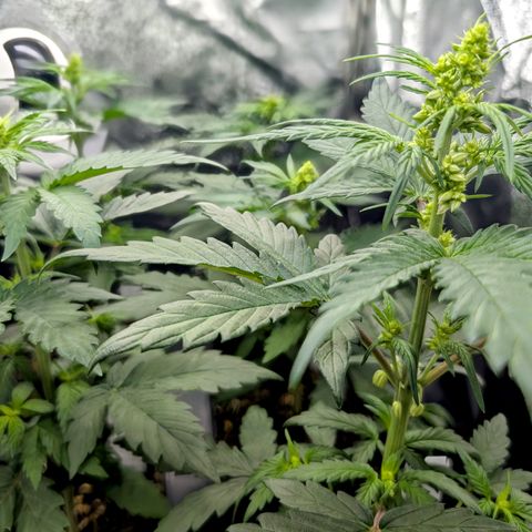 H/01-P1 growlog photo: Males