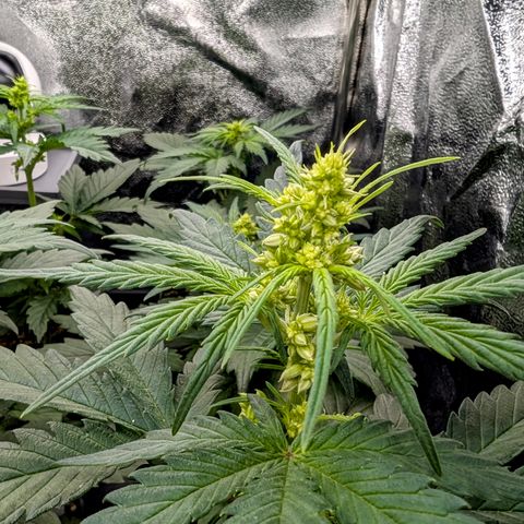 H/01-P1 growlog photo: Males