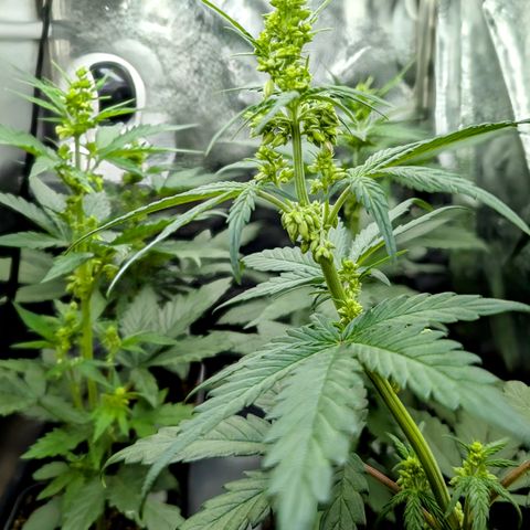 H/01-P1 growlog timeline photo