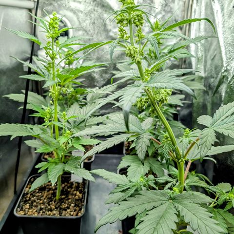 H/01-P1 growlog timeline photo