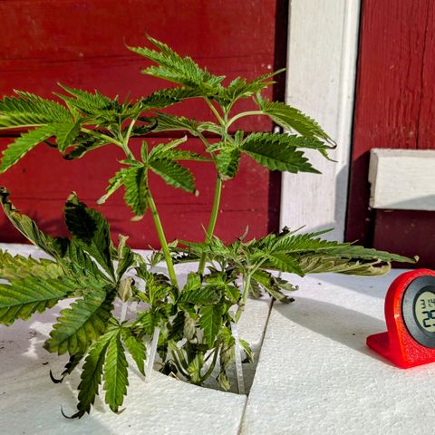 Runtz Muffin 1 growlog timeline photo