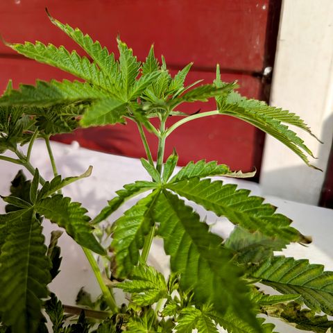 Runtz Muffin 1 growlog timeline photo
