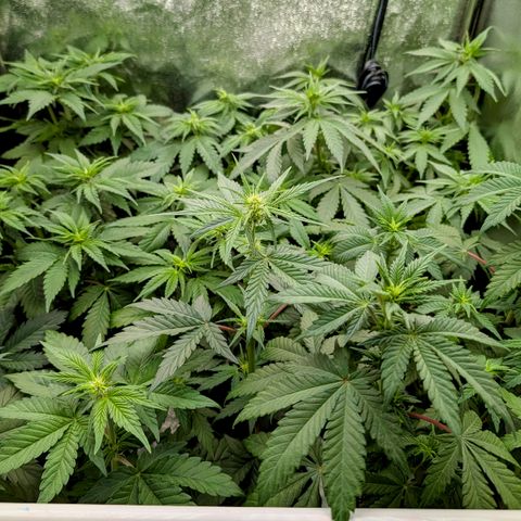 Runtz Muffin 3 growlog timeline photo