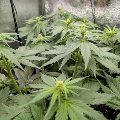I/01-F1 growlog timeline photo