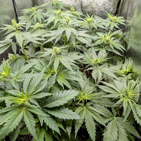 I/01-F1 growlog timeline photo