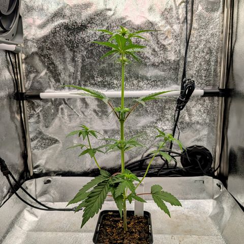 H/01-P1 growlog photo: Weiber