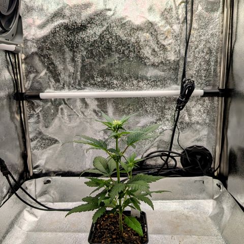 H/01-P1 growlog photo: Weiber